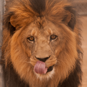 Support the Lion Habitat