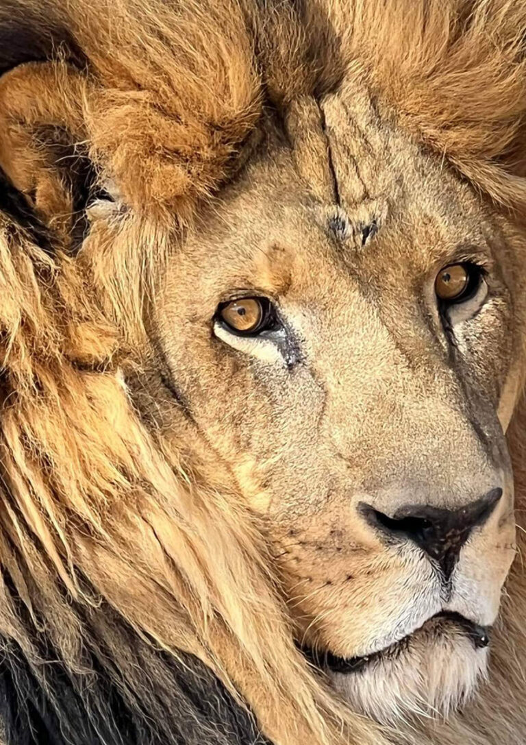 Meet Our Lions! The Lion Habitat Ranch